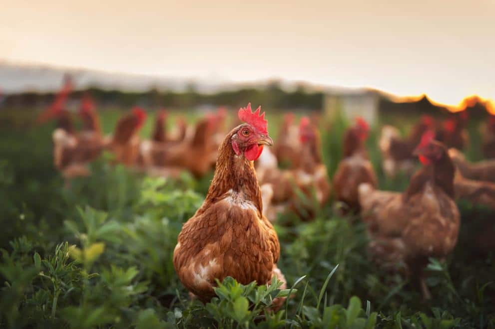 Bruselas adopta un paquete de medidas para mejorar la lucha contra la resistencia a los antimicrobianos en la UE