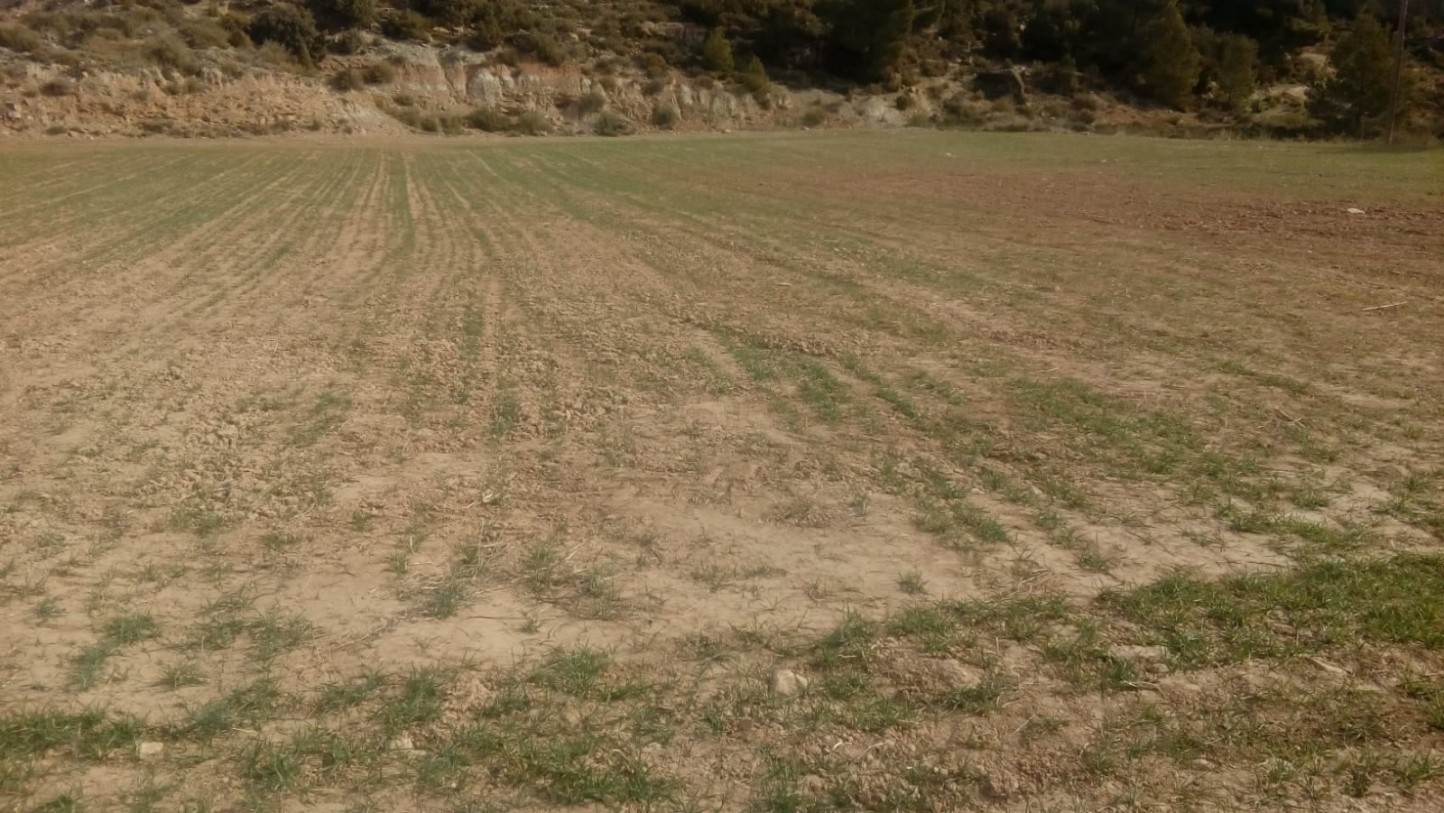 Apenas 2,7 Mha de cultivos herbáceos están protegidas contra la sequía por el seguro agrario