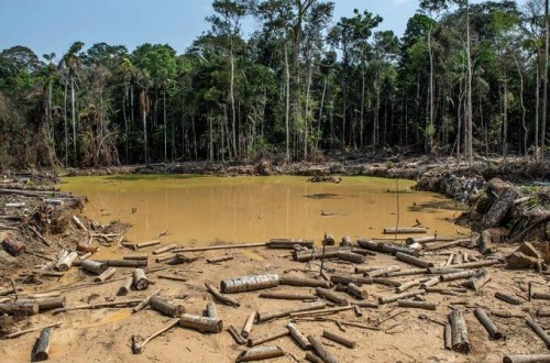Visto bueno definitivo del Consejo UE a las normas para reducir la deforestación “importada”