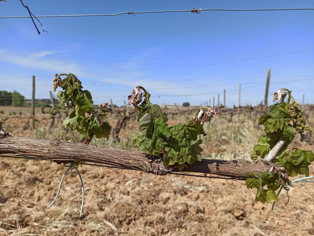 Heladas tardías y tormentas de pedrisco tempranas añaden más pérdidas al campo español