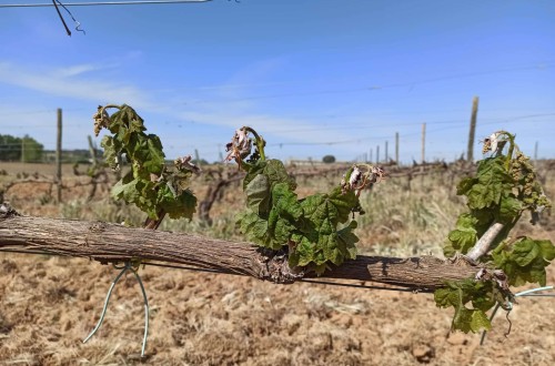 Heladas tardías y tormentas de pedrisco tempranas añaden más pérdidas al campo español