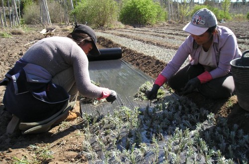 El paro registrado en Agricultura se redujo un 3,8% y en 4.926 personas en abril