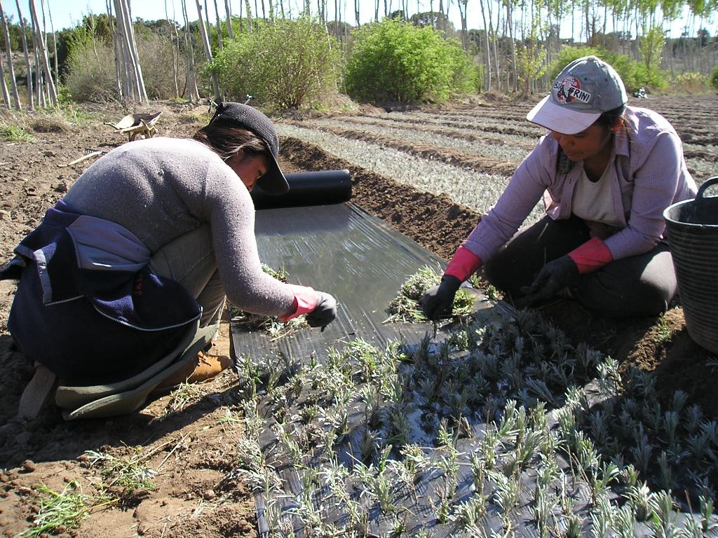El paro registrado en Agricultura se redujo un 3,8% y en 4.926 personas en abril