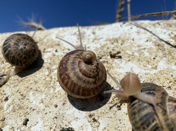 Granjas de cebo de caracoles: manejo y parámetros productivos relevantes