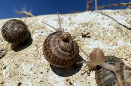 Granjas de cebo de caracoles: manejo y parámetros productivos relevantes