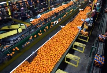 Bruselas aumenta los controles a las naranjas de Egipto del 20% al 30%