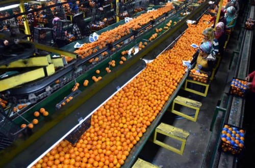 Bruselas aumenta los controles a las naranjas de Egipto del 20% al 30%