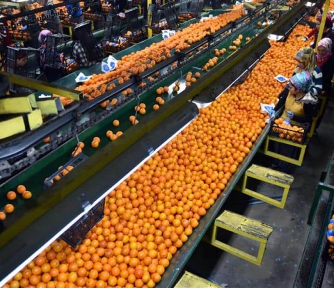 Bruselas aumenta los controles a las naranjas de Egipto del 20% al 30%