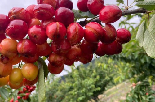 UPA-UCE califica de catastróficas las pérdidas en el cultivo de la cereza por las fuertes lluvias