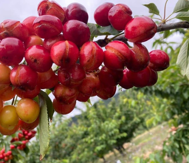 UPA-UCE califica de catastróficas las pérdidas en el cultivo de la cereza por las fuertes lluvias