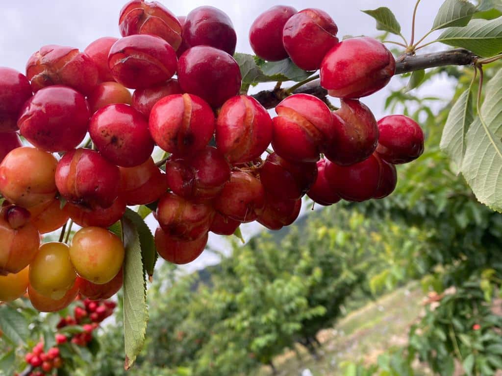 UPA-UCE califica de catastróficas las pérdidas en el cultivo de la cereza por las fuertes lluvias