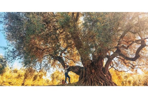 El Acebuche de las Hoyas, en Cazorla, Premio AEMO al Mejor Olivo Monumental 2023
