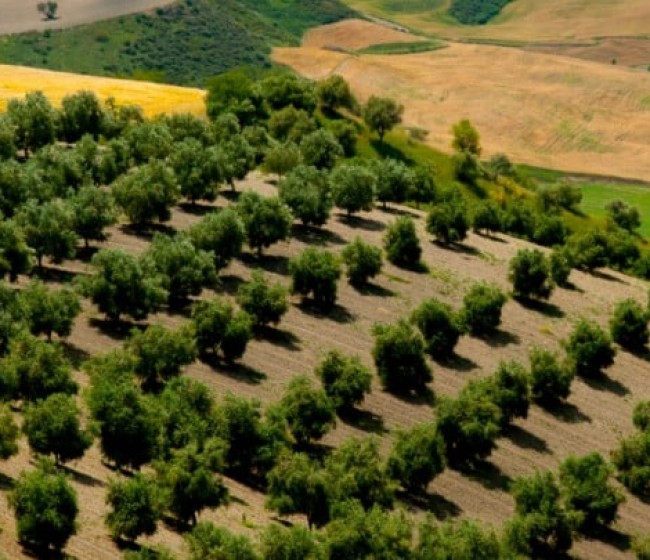 La producción de aceite de oliva en la UE queda en menos de 1,4 Mt en 2022/23