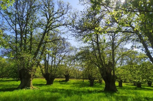 El proyecto Greencastanea presenta los resultados para mejorar la rentabilidad del «souto» tradicional gallego