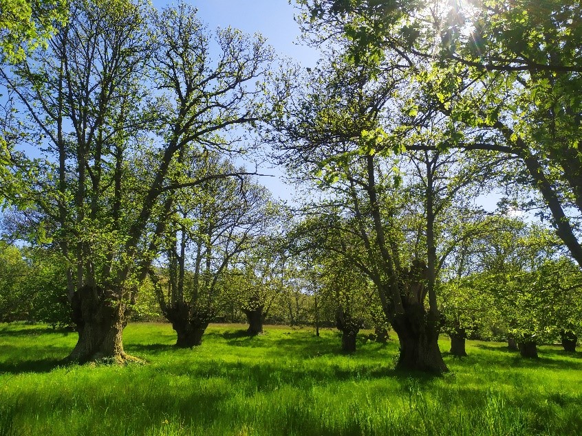 El proyecto Greencastanea presenta los resultados para mejorar la rentabilidad del «souto» tradicional gallego