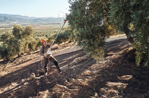 Stihl presenta en Expoliva sus nuevos vareadores SPA de batería 130 y 140