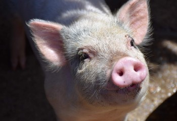Timac Agro obtiene la certificación en Bienestar Animal
