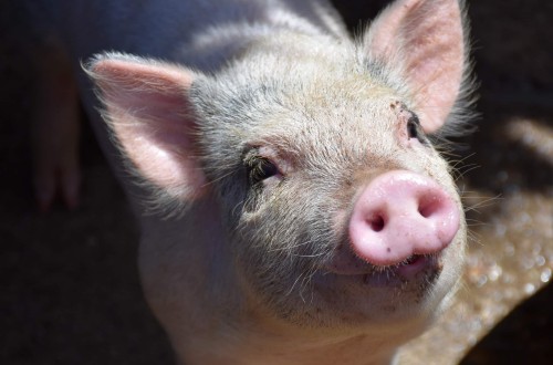 Timac Agro obtiene la certificación en Bienestar Animal