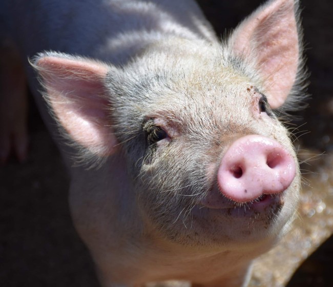 Timac Agro obtiene la certificación en Bienestar Animal