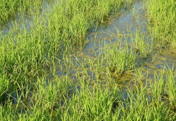Sequía y escasez de agua para riego elevan las importaciones españolas de arroz extra-UE a cotas históricas