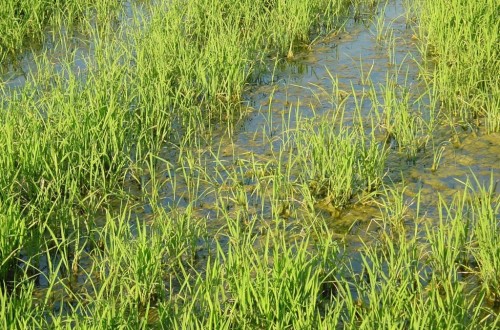 Sequía y escasez de agua para riego elevan las importaciones españolas de arroz extra-UE a cotas históricas