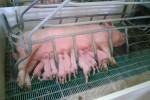 Nefastas consecuencias en los sectores porcino y avícola si se implementa la iniciativa «Fin de las jaulas»