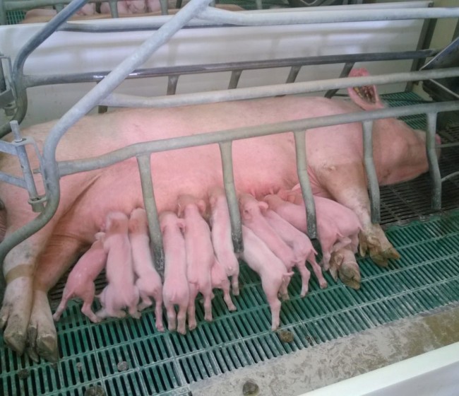 Nefastas consecuencias en los sectores porcino y avícola si se implementa la iniciativa «Fin de las jaulas»