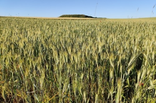 Las cooperativas cerealistas de Castilla-La Mancha solicitan ayudas específicas al caer la cosecha más de un 75%
