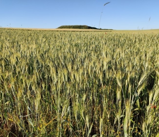 Las cooperativas cerealistas de Castilla-La Mancha solicitan ayudas específicas al caer la cosecha más de un 75%