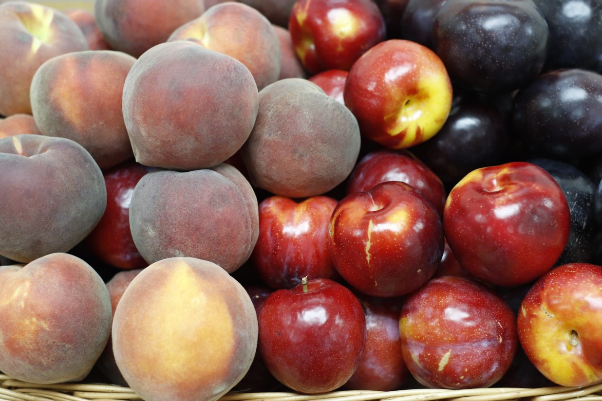 Cooperativas prevé una producción nacional de fruta de hueso por encima de 1,5 Mt