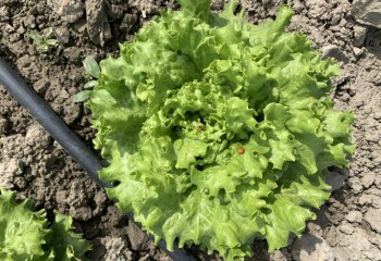 Optimización del riego y la fertilización nitrogenada en el cultivo de la lechuga