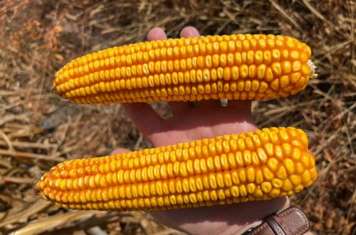 Nuevos ensayos con Polysulphate de ICL muestran aumentos de producción en maíz de 400 kg/ha