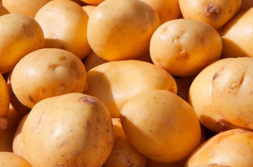 La cosecha de patata nueva temprana andaluza podría verse reducida en un 35%