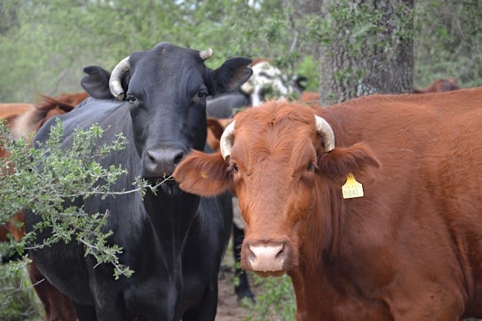 La Eurocámara dividida sobre la ganadería en la revisión de la Directiva de Emisiones Industriales