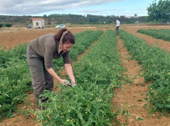 Diferentes estrategias de fertilización nitrogenada en tomate de industria
