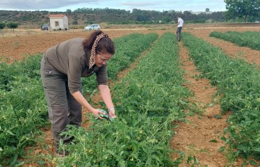 Diferentes estrategias de fertilización nitrogenada en tomate de industria