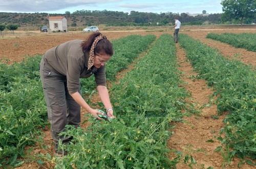 Diferentes estrategias de fertilización nitrogenada en tomate de industria