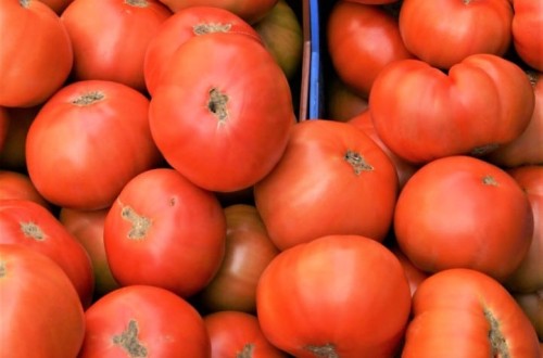 El Grupo de Contacto del Tomate alerta una vez más de la importación descontrolada de tomate marroquí