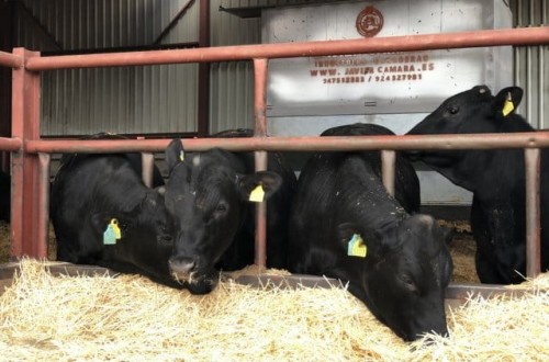 El Gobierno limita desde hoy el movimiento  del ganado bovino en Castilla y León por la tuberculosis bovina