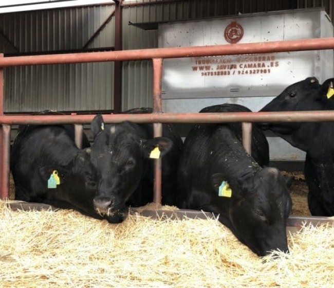 El Gobierno limita desde hoy el movimiento  del ganado bovino en Castilla y León por la tuberculosis bovina