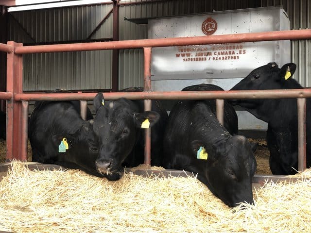 El Gobierno limita desde hoy el movimiento  del ganado bovino en Castilla y León por la tuberculosis bovina