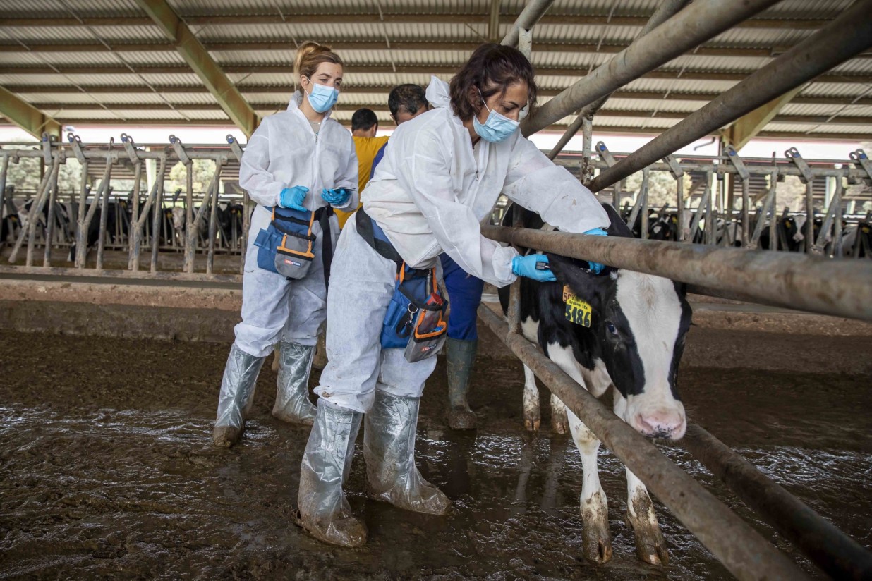 El Gobierno aprueba la figura del veterinario de explotación