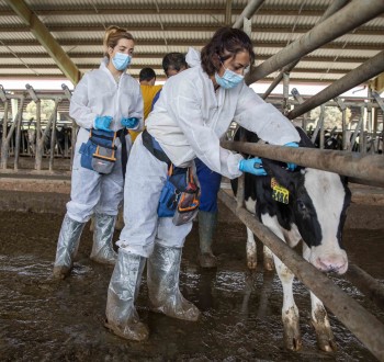 Los veterinarios buscan 500.000 firmas para modificar el decreto sobre los medicamentos