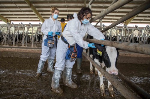 La industria española de sanidad y nutrición animal crece un 8,54% en 2024