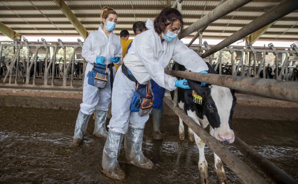 Los veterinarios buscan 500.000 firmas para modificar el decreto sobre los medicamentos