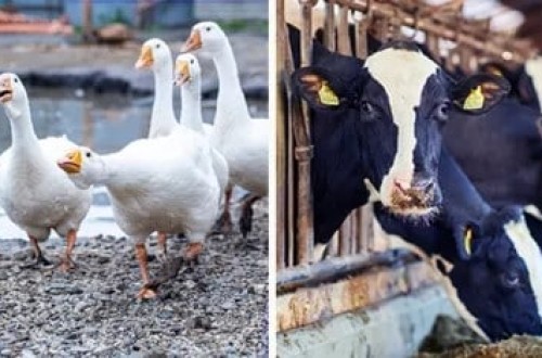 EFSA : vacas lecheras, patos, gansos y codornices necesitan más espacio y mejores alojamientos para garantizar su bienestar