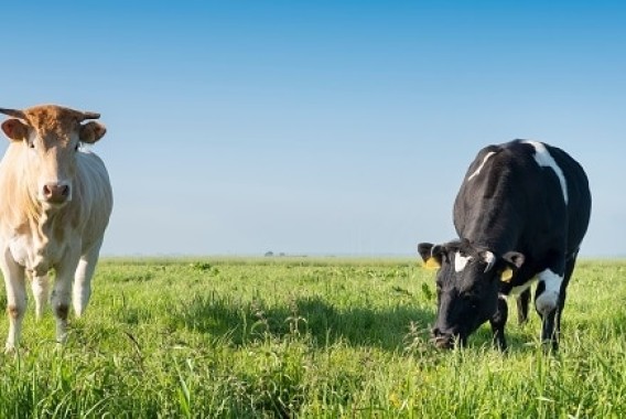 El MAPA permite el movimiento de ganado en Castilla y León, tras restituir el TSJCYL el marco legal frente a la tuberculosis bovina