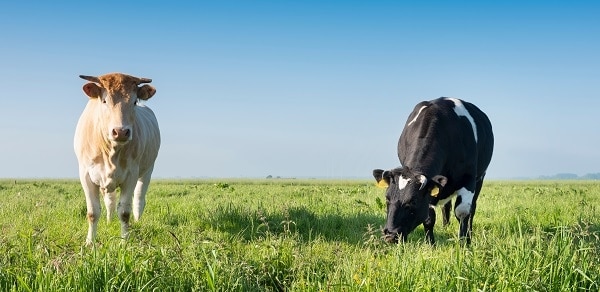 El MAPA permite el movimiento de ganado en Castilla y León, tras restituir el TSJCYL el marco legal frente a la tuberculosis bovina