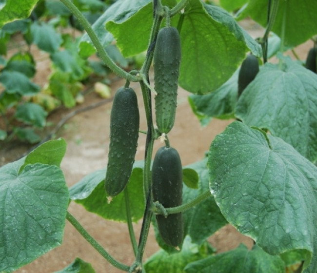 Hortyfruta alerta sobre desajustes entre oferta y demanda en el final de campaña del pepino, melón y sandía