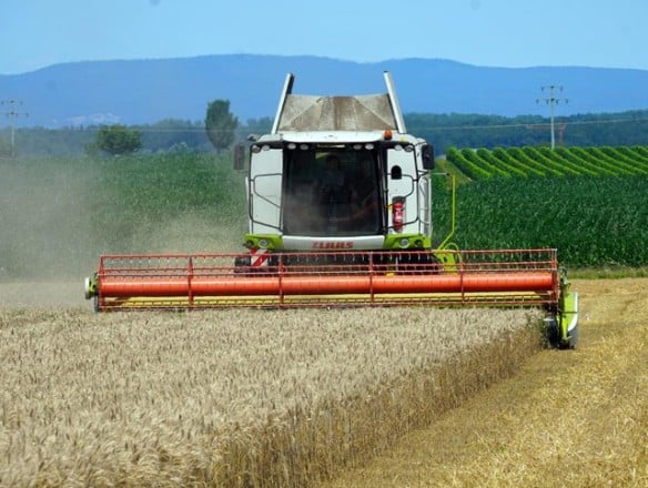 FAO: repunte de la producción mundial de cereales con un stock récord a finales de 2023/24